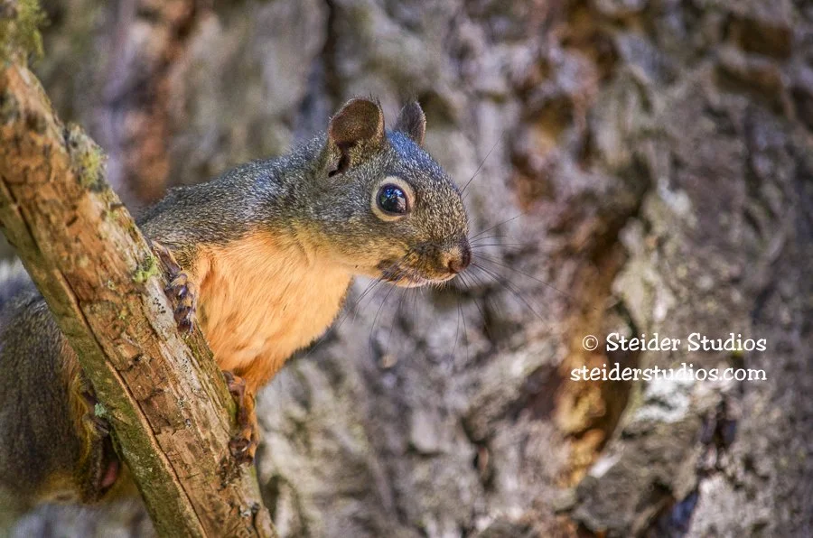 Steider Studios.Squirrel.9.14.13.jpg