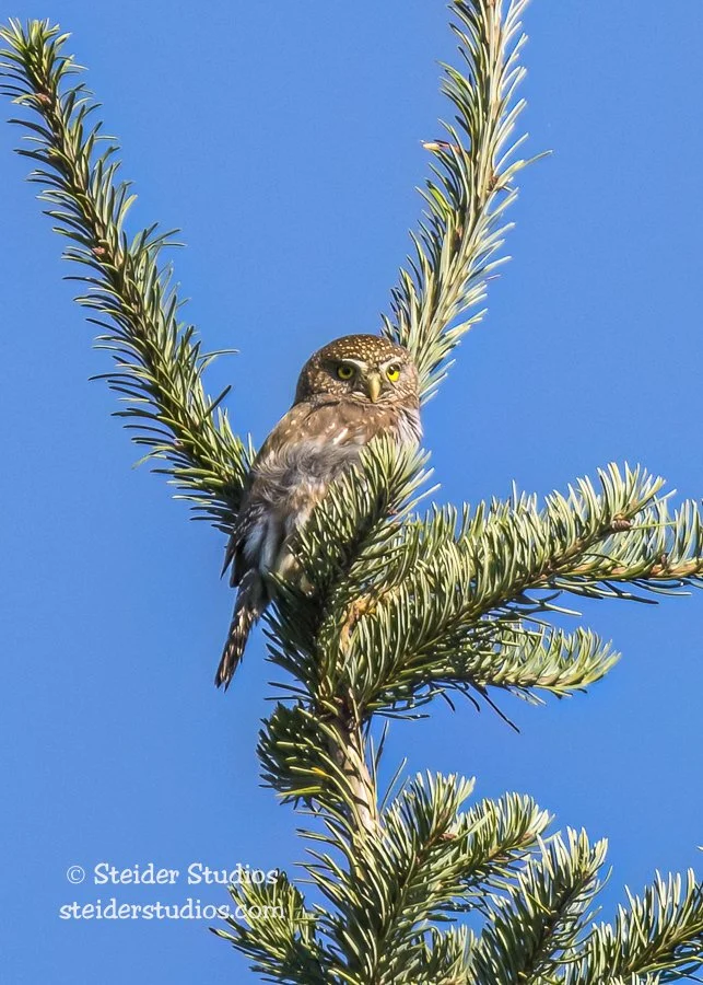 Steider Studios.Northern Pygmy Owl.10.10.14.jpg