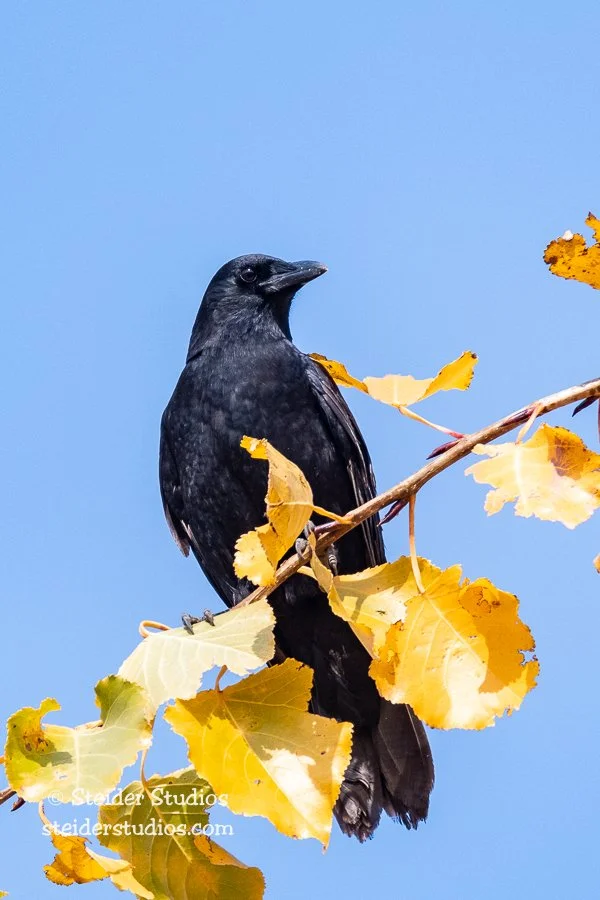 Steider Studios.Crow.10.23.18-2.jpg