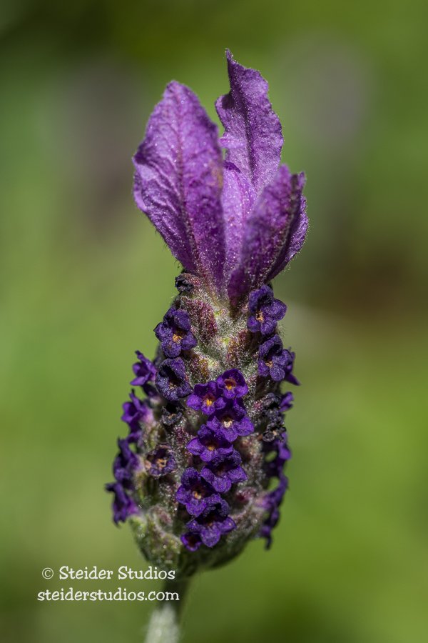 Steider Studios.Lavender.6.15.19.jpg