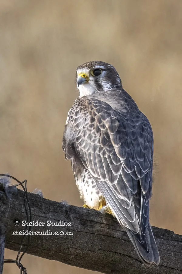 Steider Studios.Raptor Survey.12.17.22-7.jpg