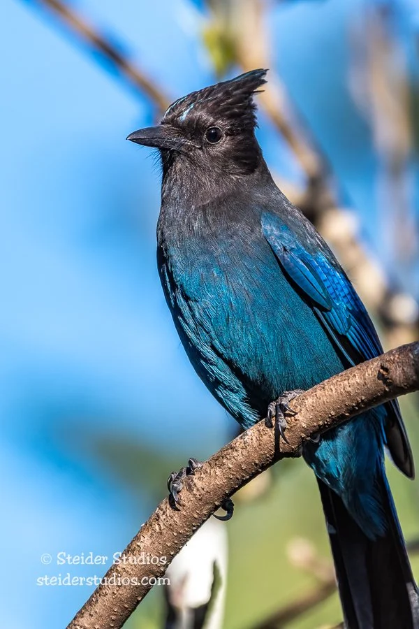 Steider Studios.Steller's Jay.4.29.19-3.jpg