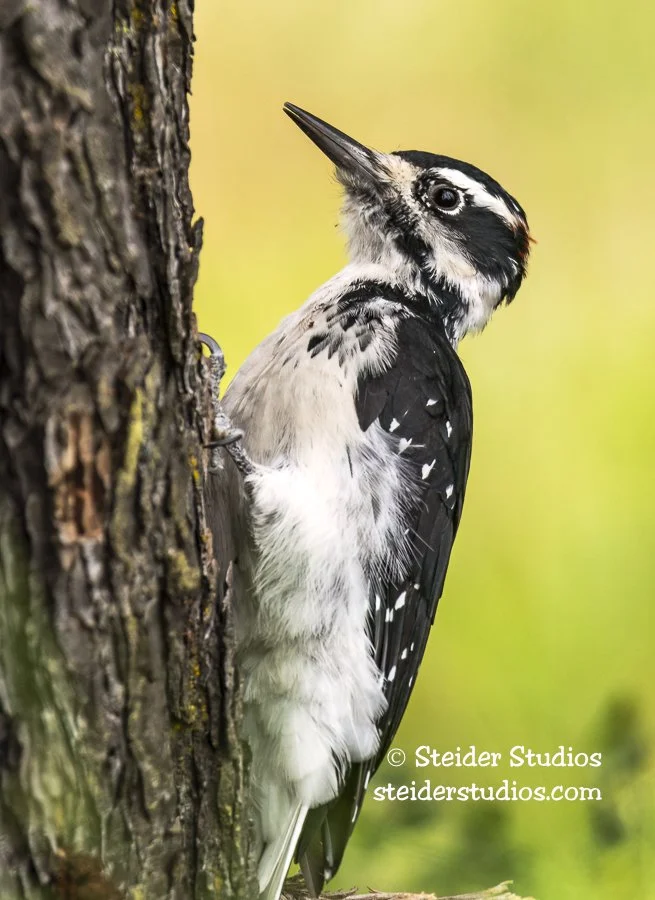 Hairy Woodpecker on Conifer