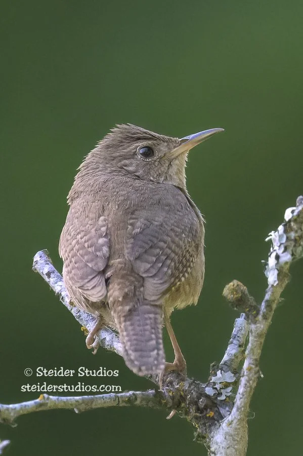 Steider Studios.House Wren.6.13.24.jpg