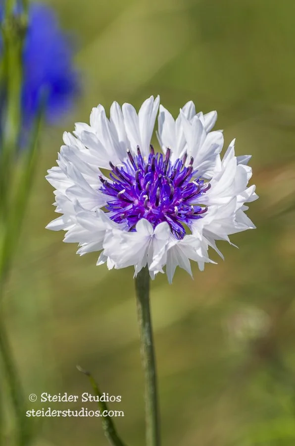 Steider Studios.Bachelor Button.5.5.14.jpg