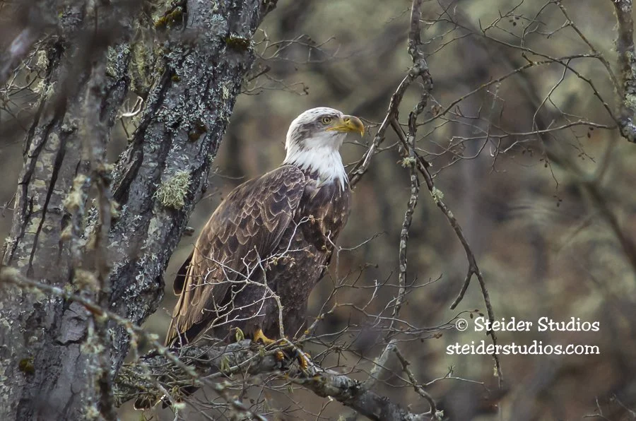 Steider Studios.Bald Eagle.1.13.14.jpg