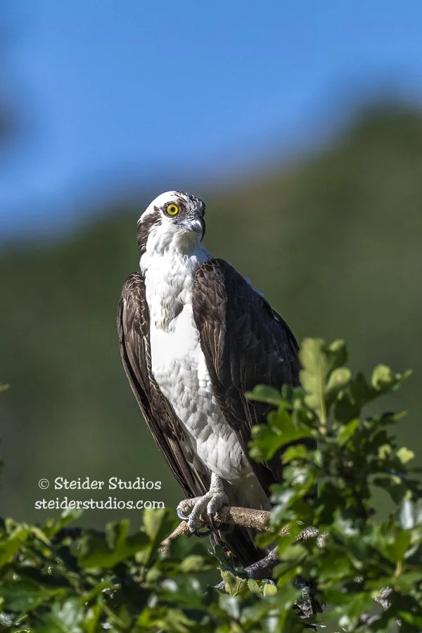 Steider Studios.Osprey.Rowland.6.22.22-4.jpg