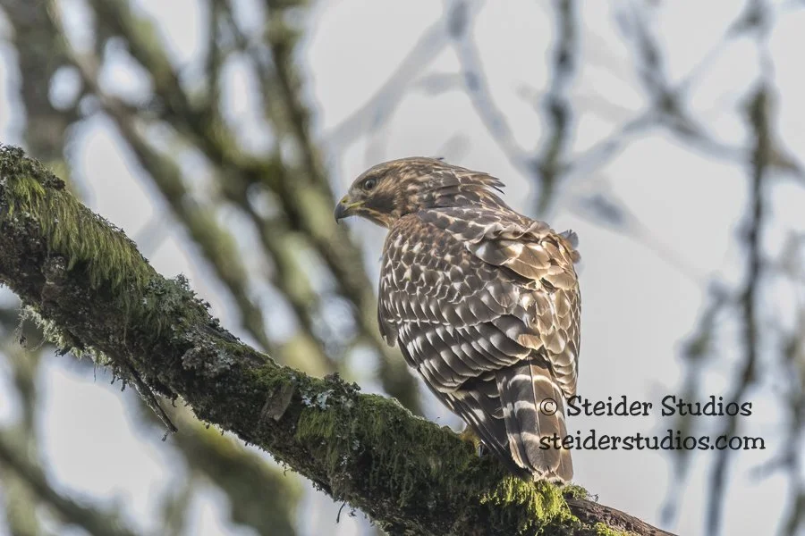 Steider Studios.RSHA.11.22.16.jpg