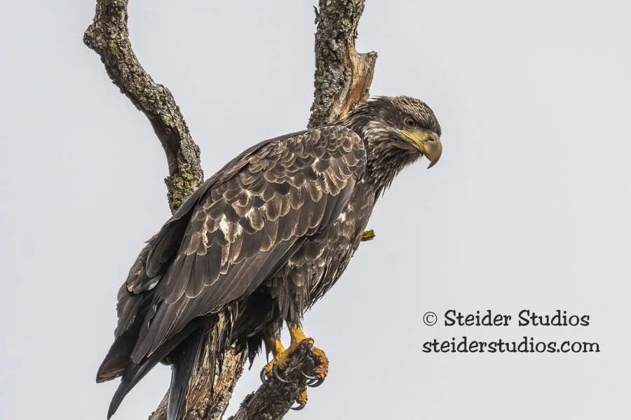 Steider Studios.Bald Eagle SubAdult.2.2.19.jpg