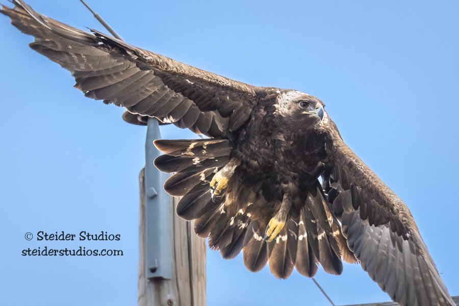 Steider Studios.Golden Eagle.4.16.19-3.jpg