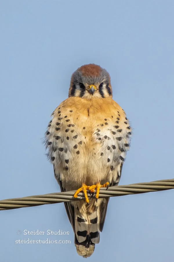 Steider Studios.Kestrel.Hwy14.12.15.22-2.jpg
