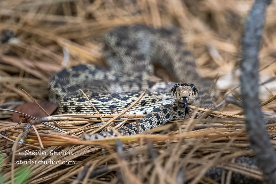Steider Studios.Gopher Snake.6.15.22.jpg