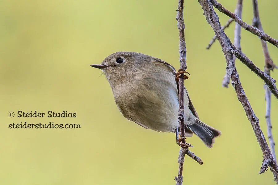 Steider Studios.Ruby-crowned Kinglet.Deschutes.10.9.17-2.jpg