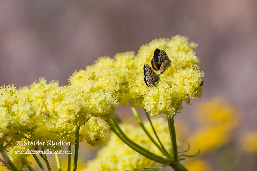 Steider Studios.Buckwheat with Butterflies.5.13.18.jpg