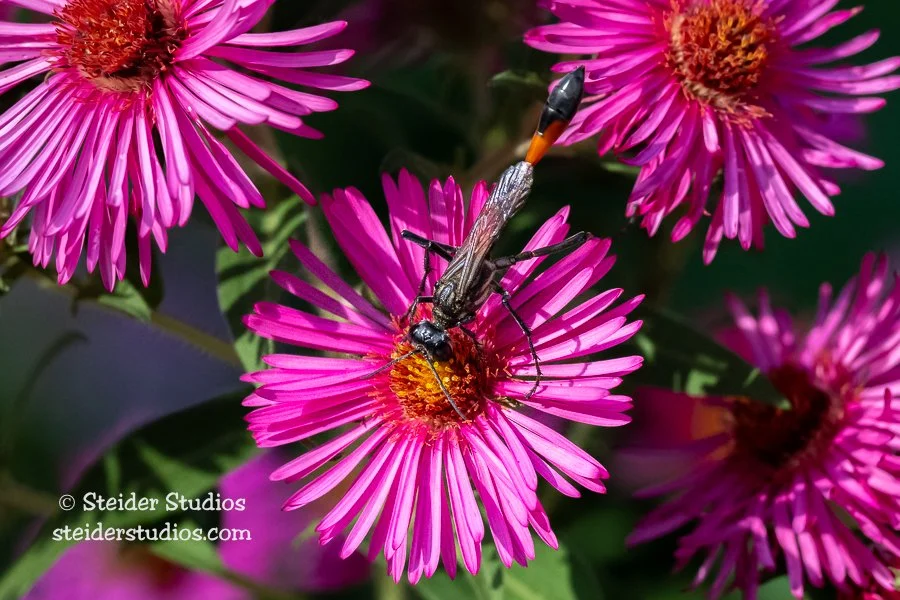 Steider Studios.Thread-waisted Wasp.10.6.22.jpg