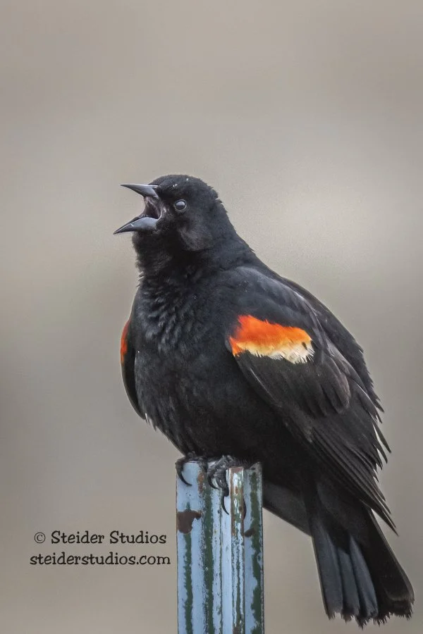 Steider Studios.Red-winged.Harney.4.15.19.jpg