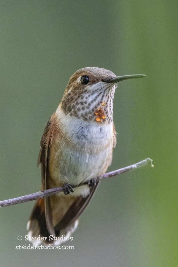 Steider Studios.backyard bird.7.15.18-7.jpg