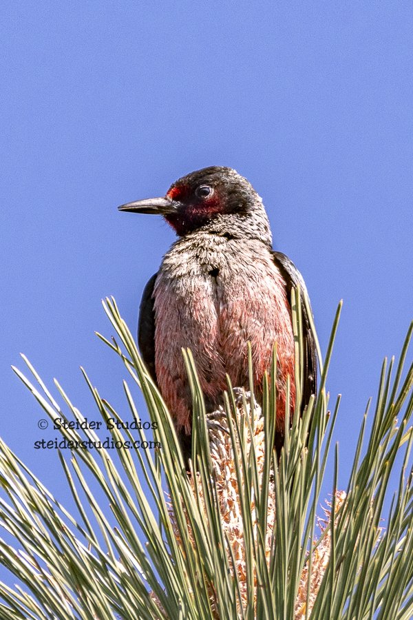 Steider Studios.Lewis's.ShevlinPk.6.1.18.jpg