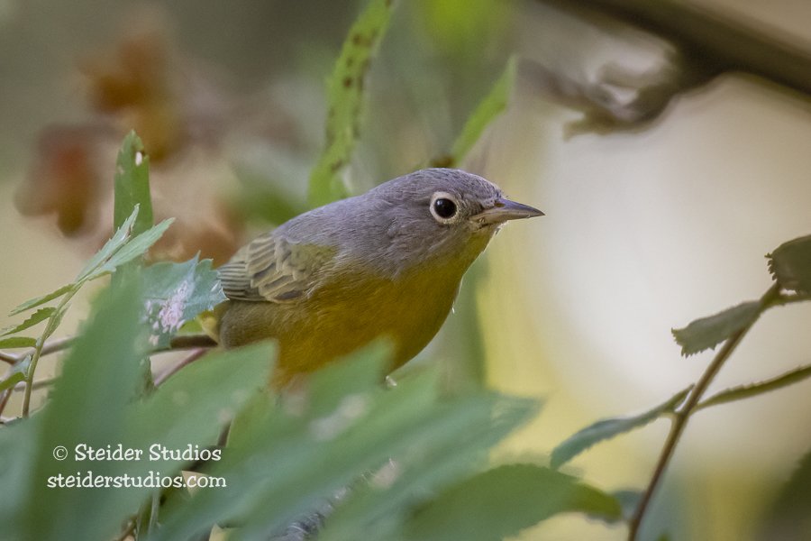 Steider Studios.backyard bird.7.15.18-11.jpg