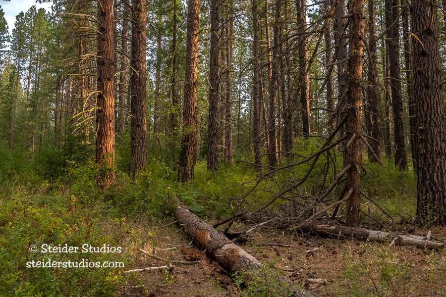 Steider Studios.Soda Springs Trees.9.14.22.jpg