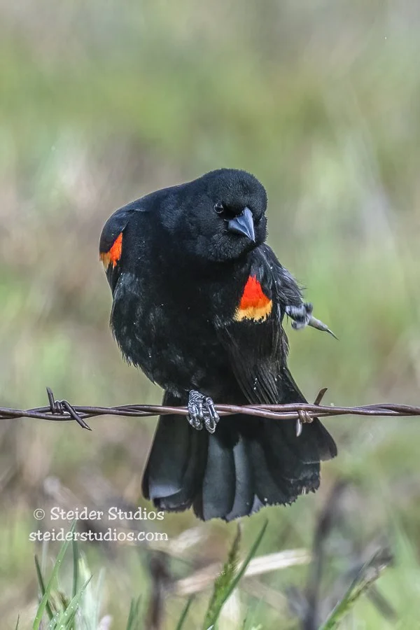Steider Studios.Red-winged Blackbird.4.8.22.jpg