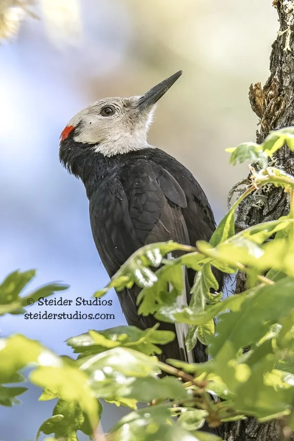 Steider Studios.White-headed Woodpecker.5.13.18-3.jpg