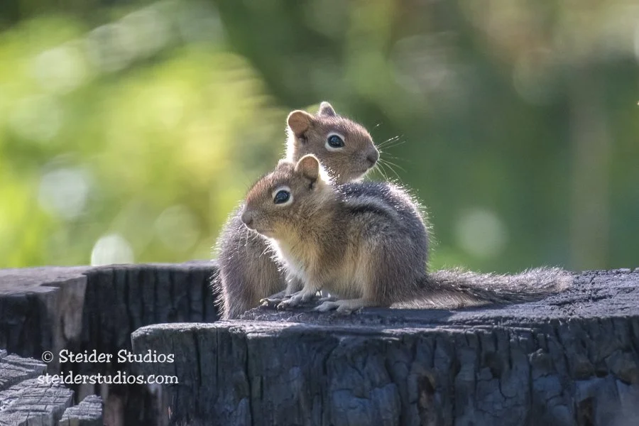 125.Steider Studios.Golden-mantled Squirrel Siblings.6.20.19.jpg