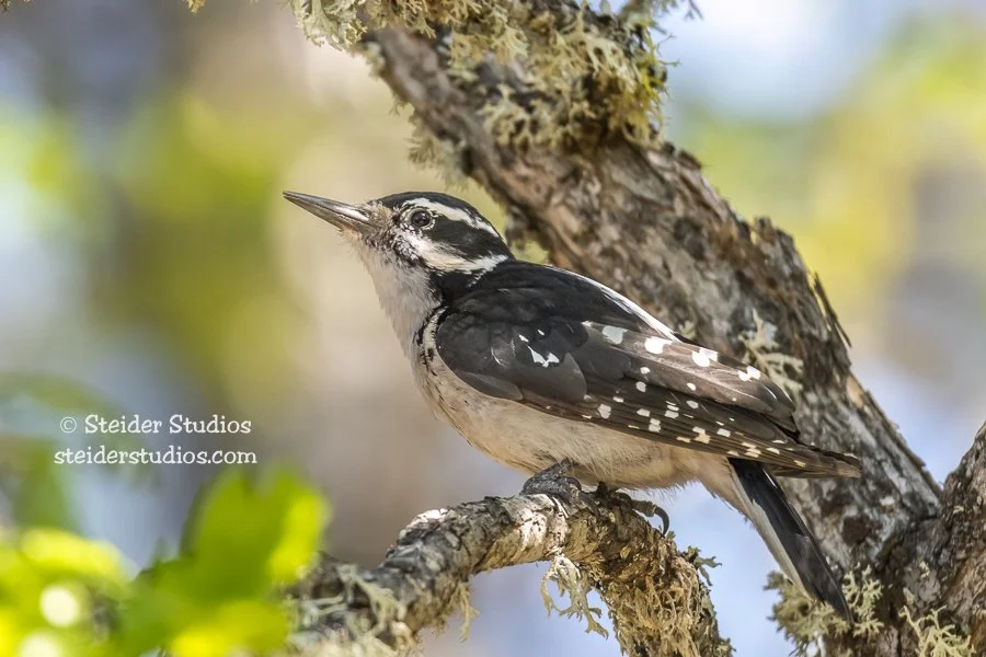 Steider Studios.Hairy.Box Cyn.5.13.18.jpg