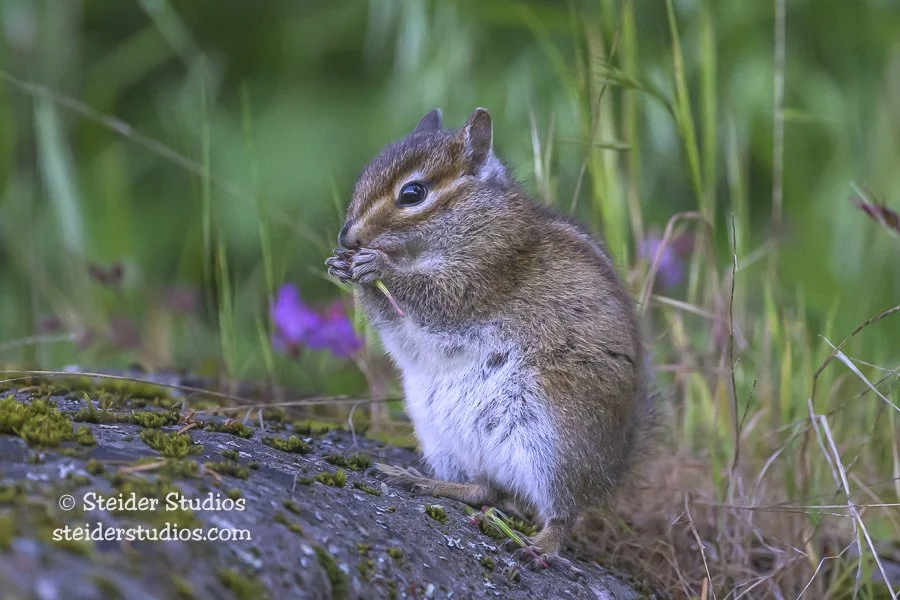 Steider Studios.Chipmunk.5.21.25.jpg