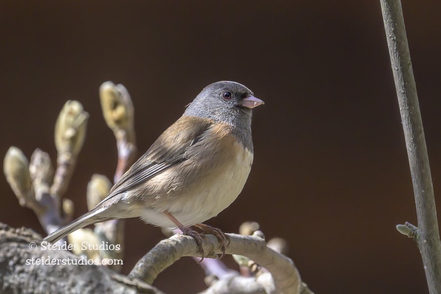 Steider Studios.Junco.4.7.24.jpg