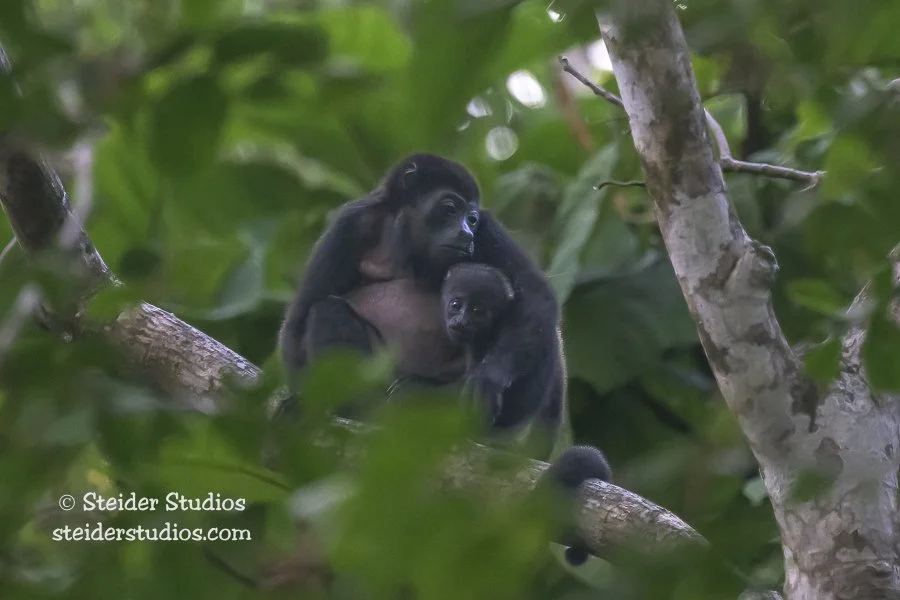 Steider Studios.Howler Monkey.4.4.25.jpg
