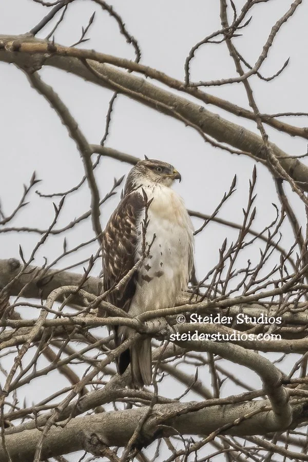 Ferruginous Hawk in Night Roost