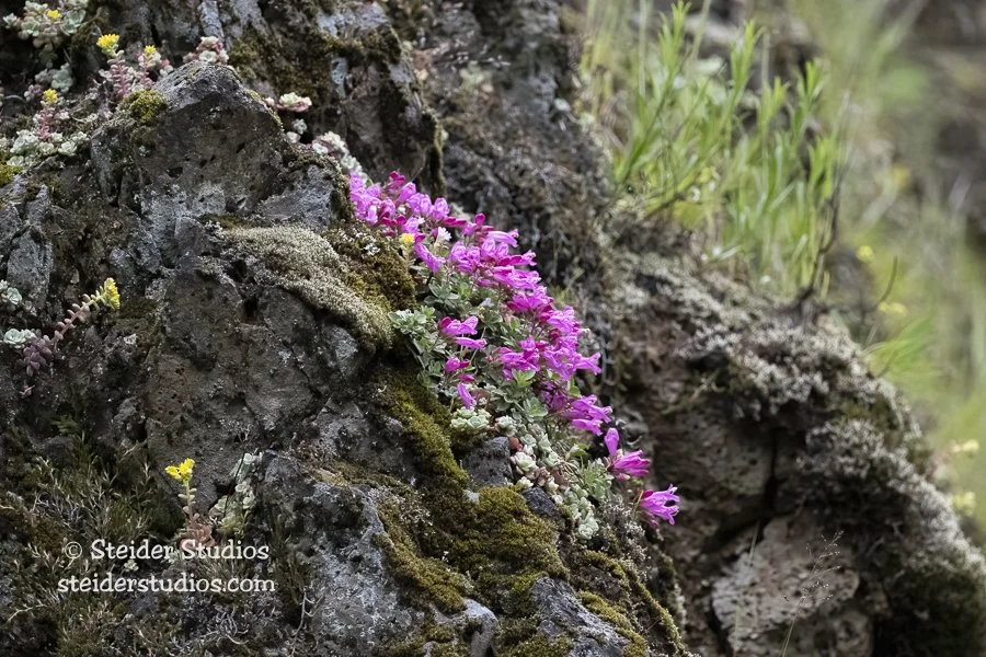 Steider Studios.Penstemon.LWSFH.5.12.22.jpg