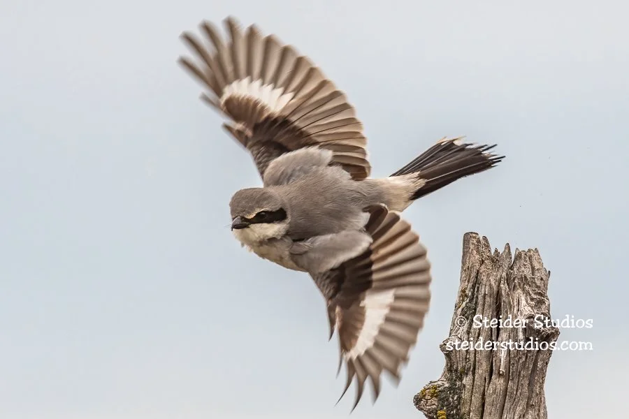Steider Studios.Northern Shrike.4.15.19.jpg