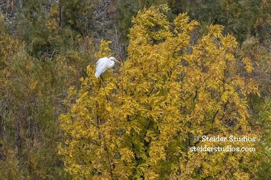 Steider Studios.Swallowtail.7.20.22.jpg
