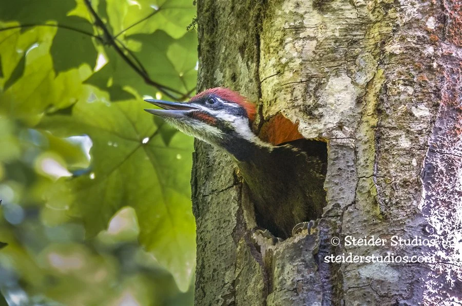 Steider Studios.Pileated Chick.5.27.14-2.jpg