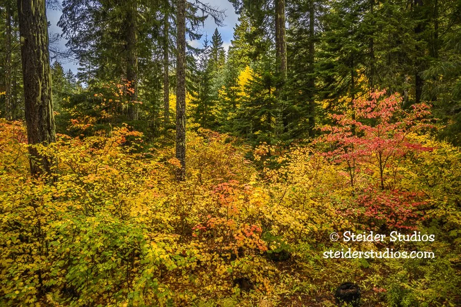Steider Studios.Fall Color.Mt Adams.10.12.23.jpg