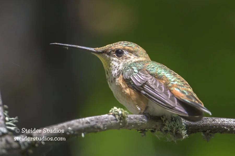Resting on Moss-covered Branch