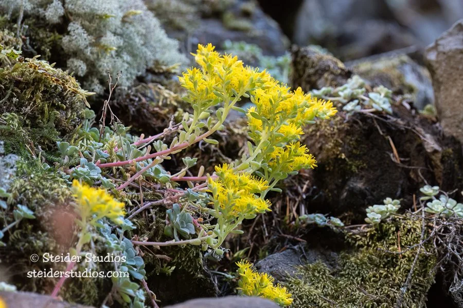 Steider Studios.Stonecrop Portrait.6.1.21.jpg