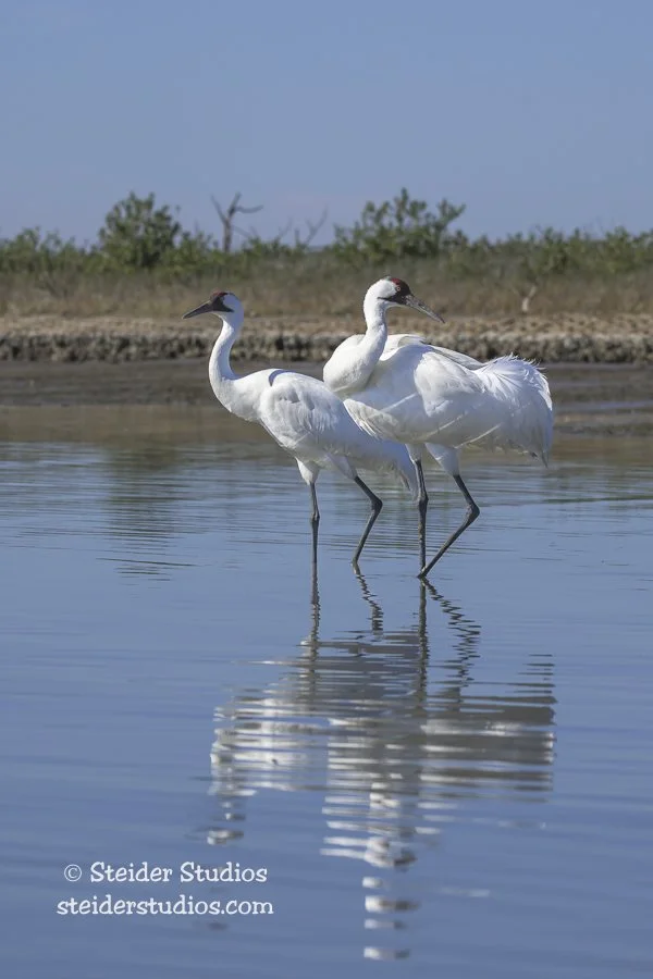 Steider Studios.Whooping Crane Pair.1.27.26.jpg