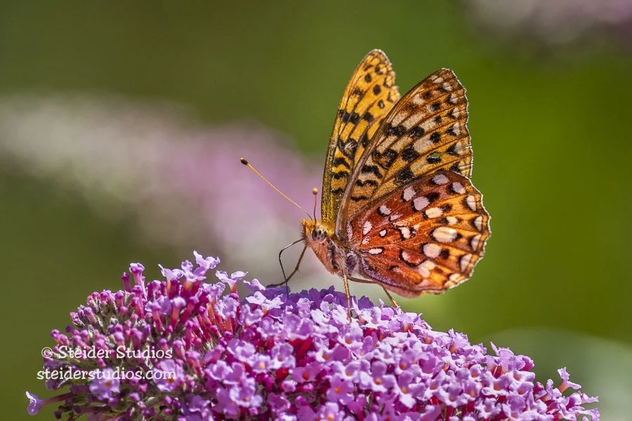 Steider Studios.Checkerspot Butterfly.8.5.19-2.jpg