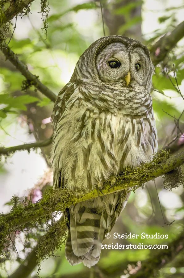 Fluffy Barred Owl in Forest
