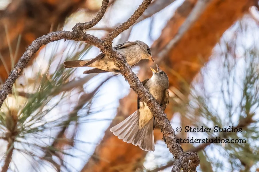 Steider Studios.Western Wood Pewee.6.1.18-2.jpg