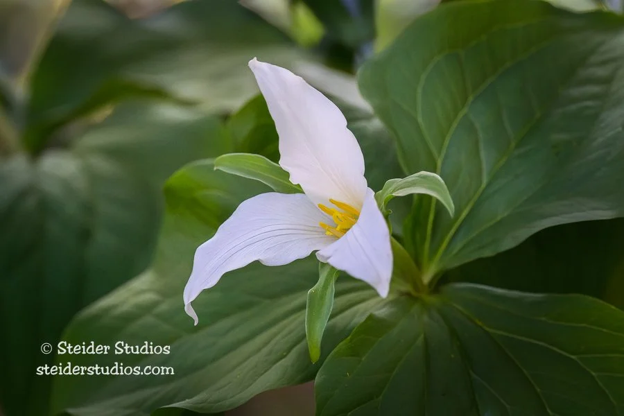 Steider Studios.Trillium.4.27.23.jpg
