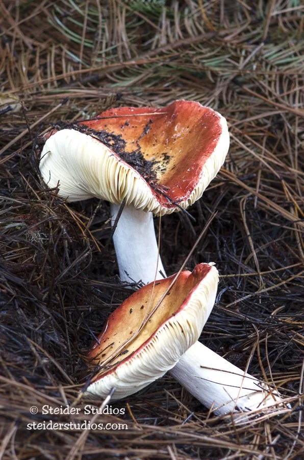 Steider Studios.Mush.Conboy.10.27.13.jpg