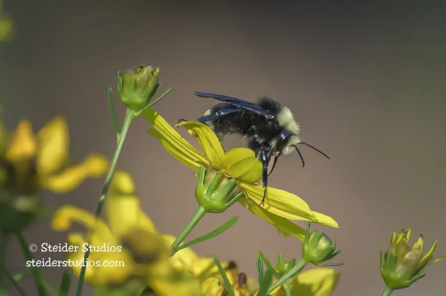 Steider Studios.Bee.Coreopsis.7.16.24.jpg