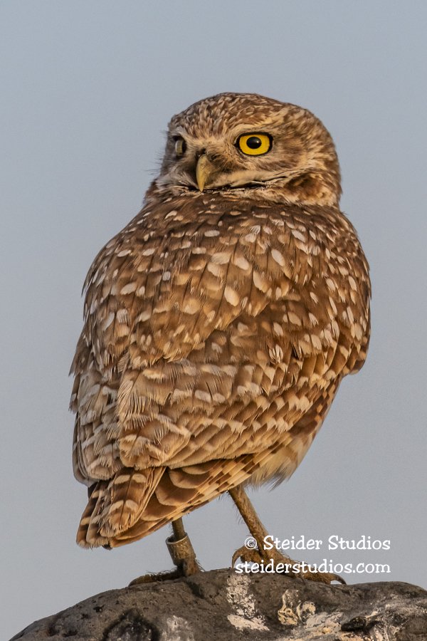 Steider Studios.Burrowing Owl.6.10.19.jpg
