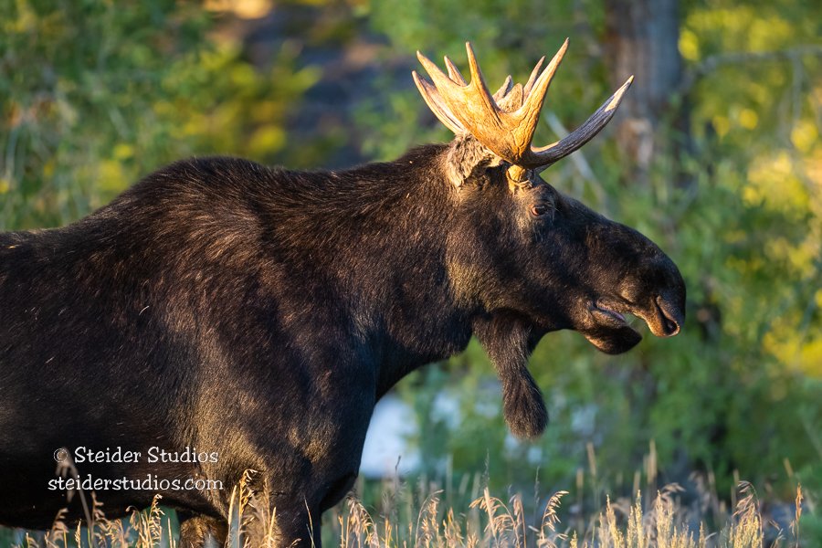 Steider Studios.Bull Moose.9.20.22.jpg