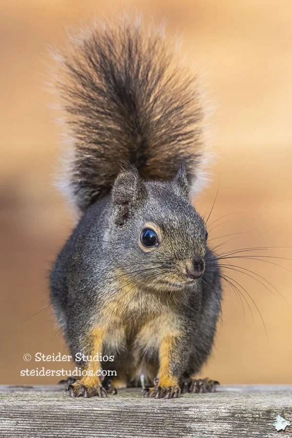 Steider Studios.Squirrel.4.26.20.jpg