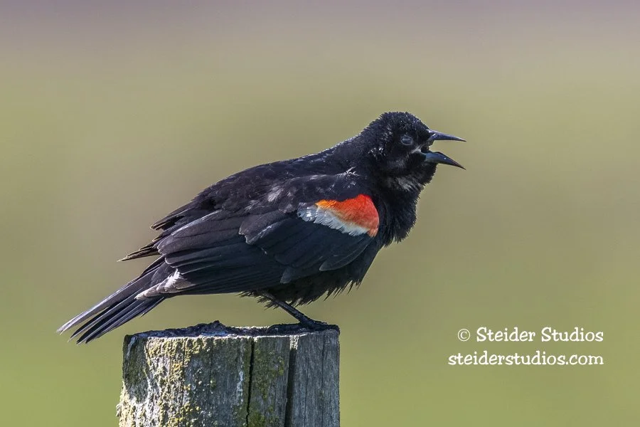 Steider Studios.Red-winged.Conboy.6.14.22-2.jpg